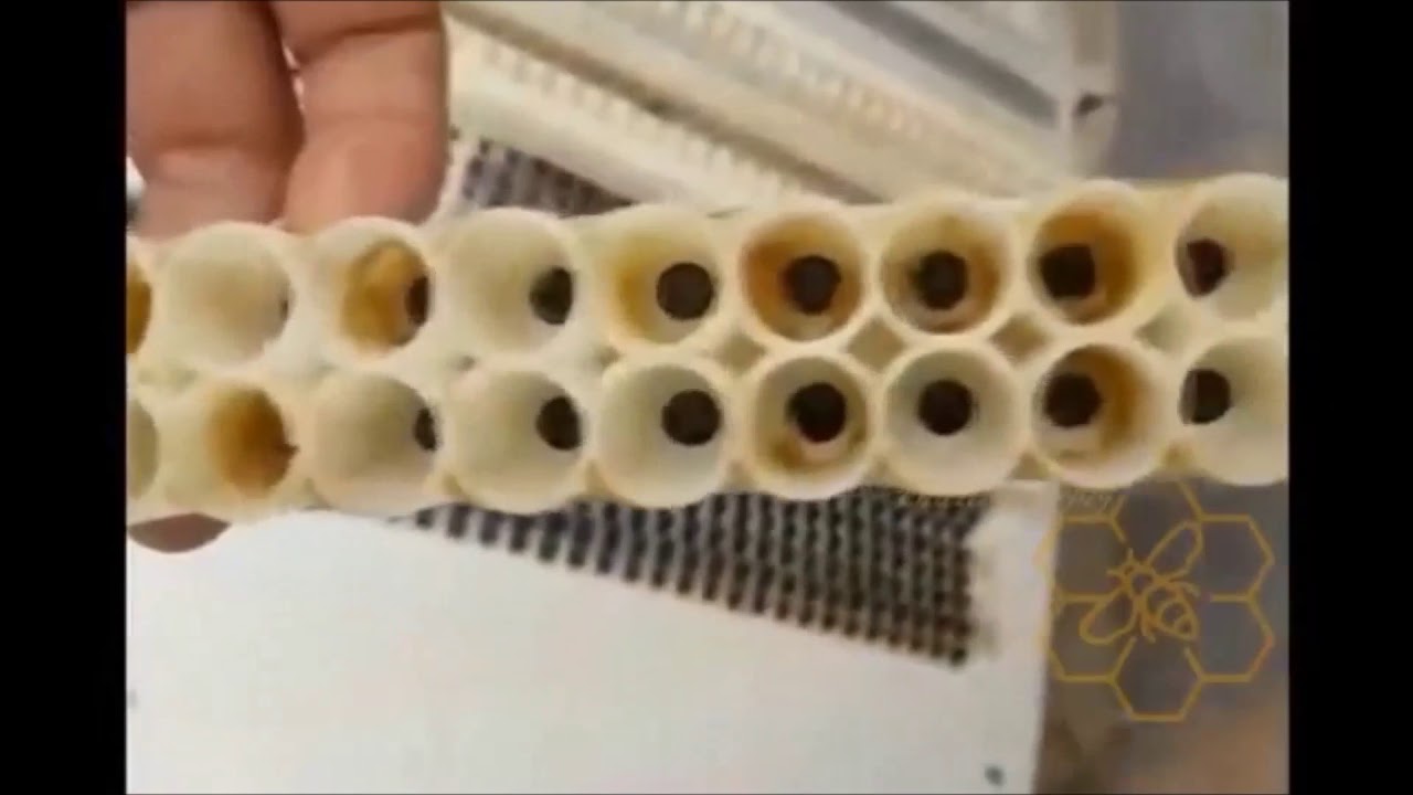 Queen rearing system  for making royal jelly or beez queen - www.medno.net