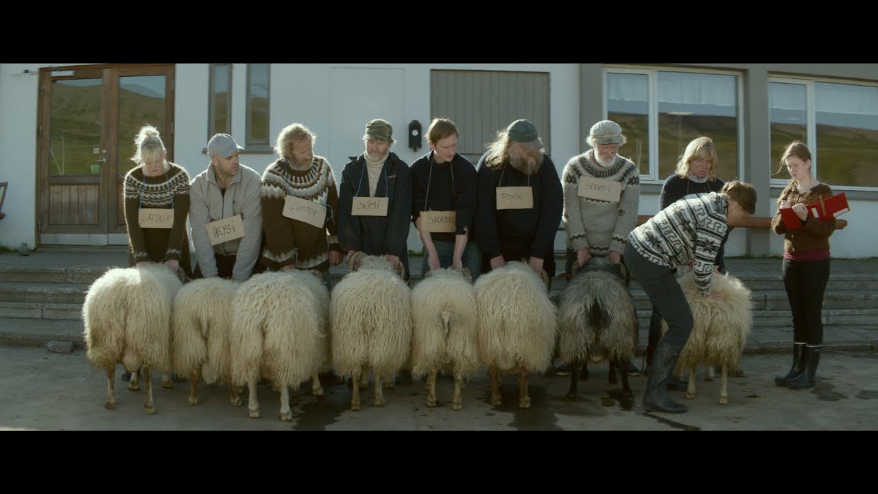 Rams / Hr&uacute;tar by Gr&iacute;mur H&aacute;konarson - Trailer - Un Cannes Certain Regard 2015 winner