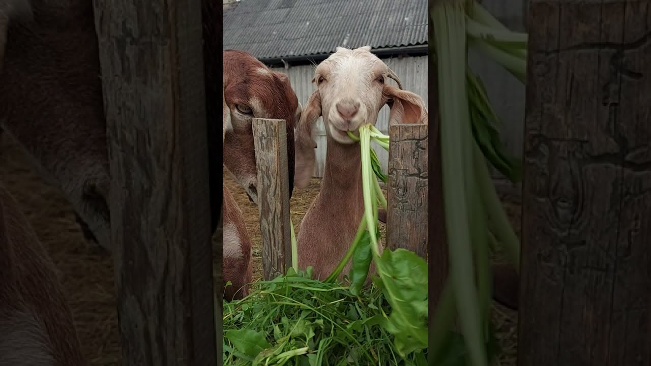 meet the goat family 