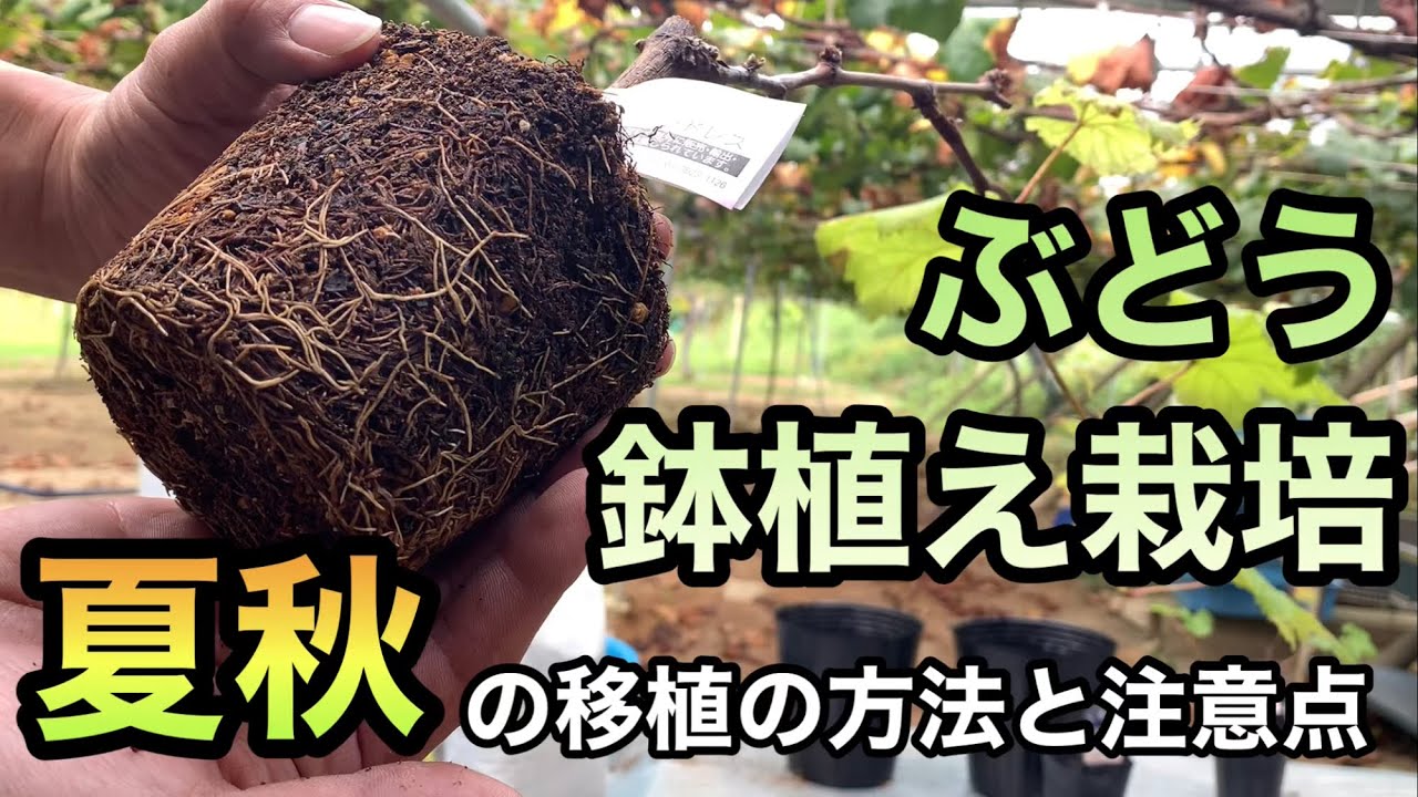 ぶどうの鉢植え栽培〜夏秋の移植方法と注意点〜林ぶどう園2021-10-18