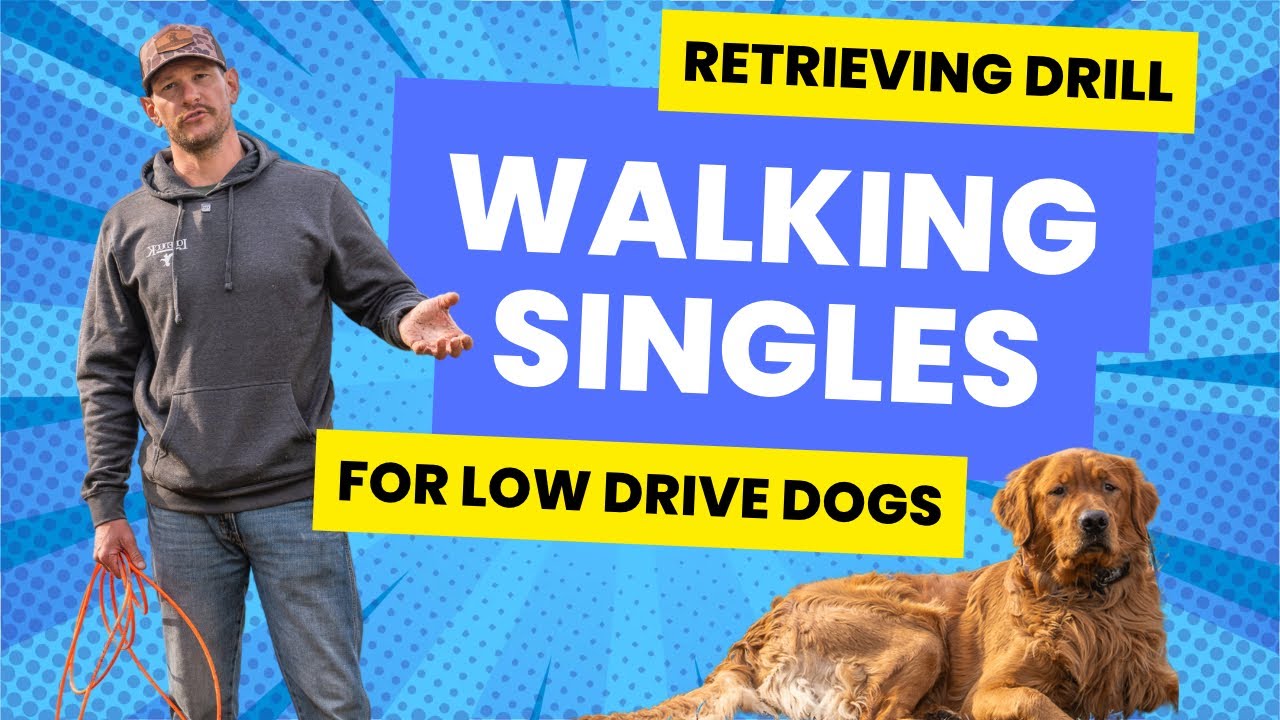 Retriever Drills for Slow Moving Dogs