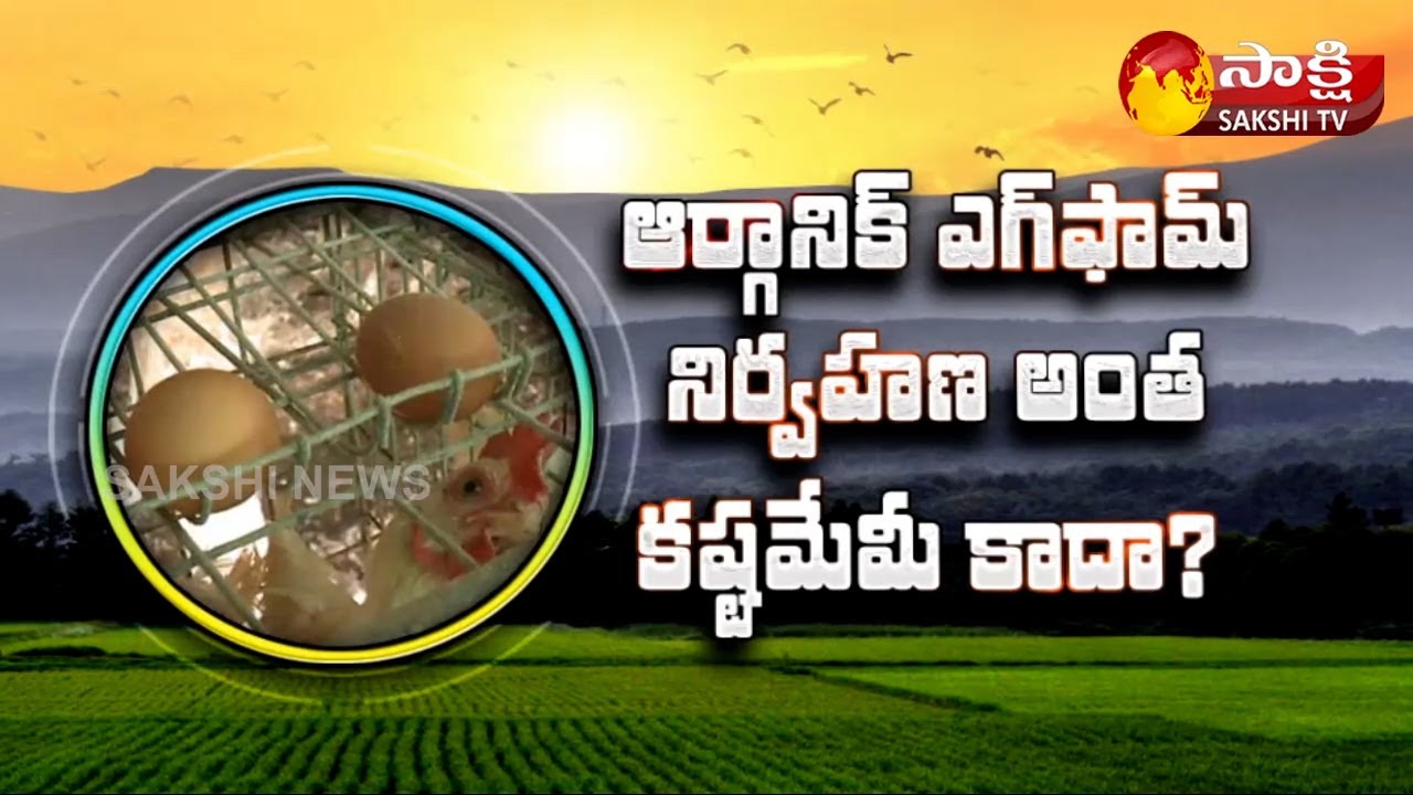 Organic Layer Poultry Farm | Organic EGG Form | Organic Poultry Farm | Sakshi Sagubadi | Sakshi TV