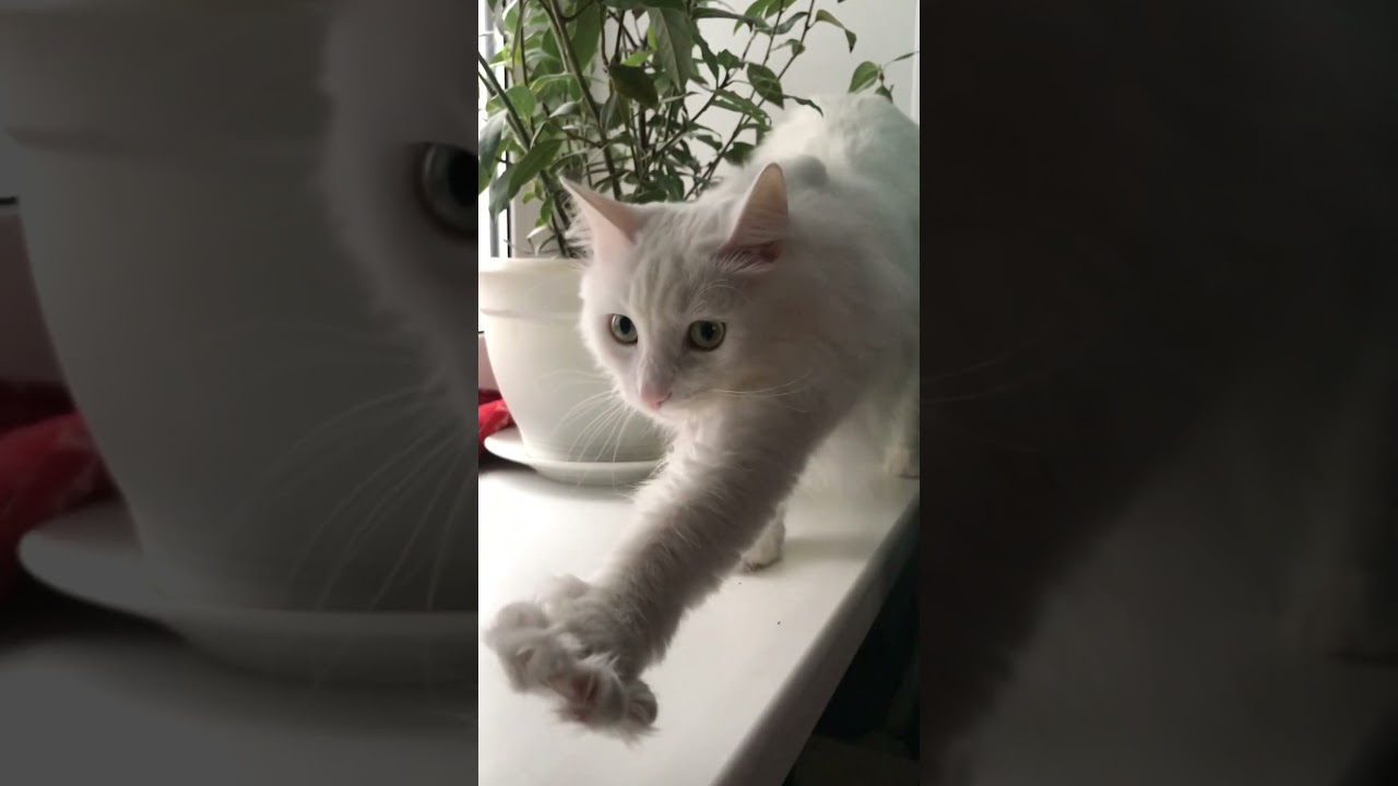 Мой Neko 