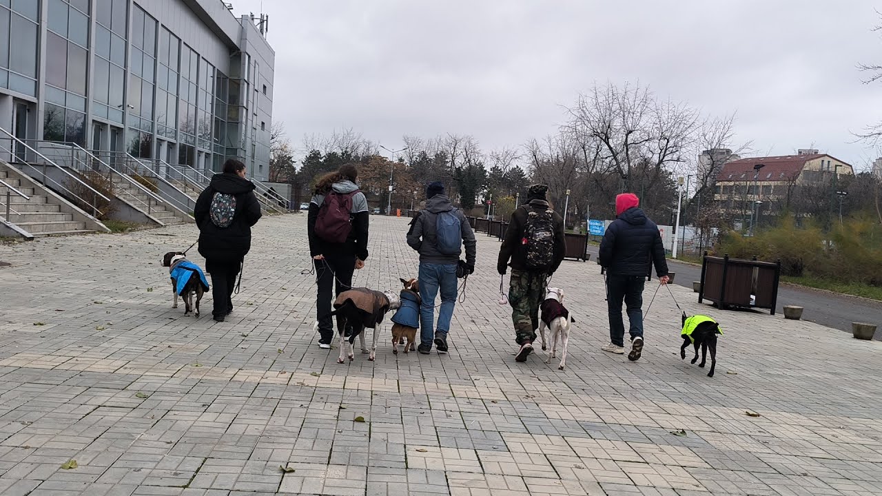 Breed Pack Walk - Terrier Group 2024