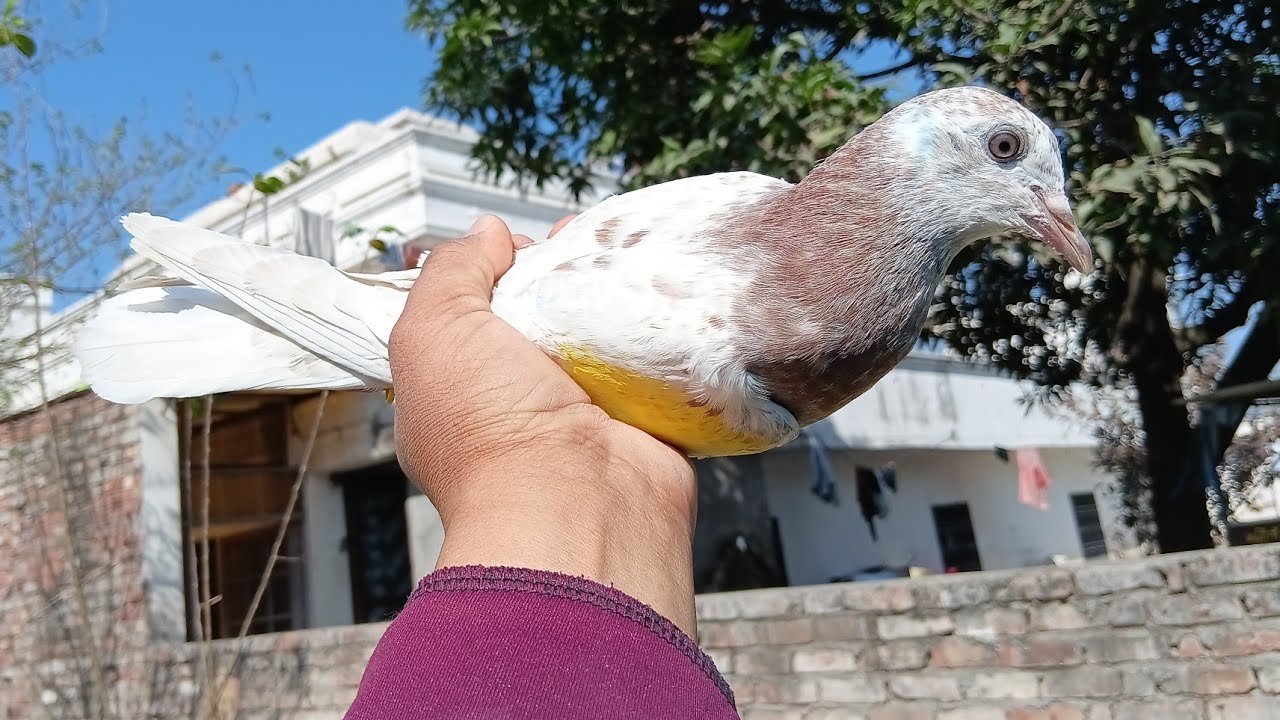 Zero Kali Baccha Baaziyon Ke Liye 7494900384 Pure Punjabi Malwai Patthe !! Pihu #Pigeons Delhi/ loni