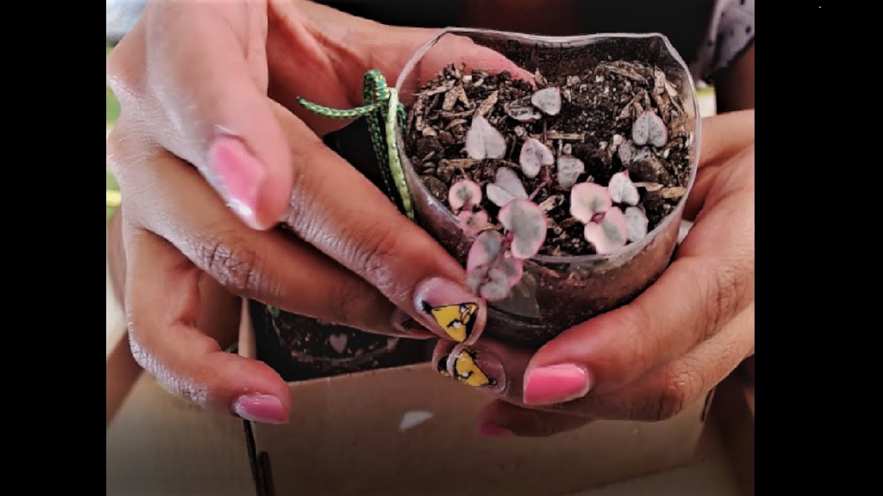 Ceropegia woodii variegada (reproducción)