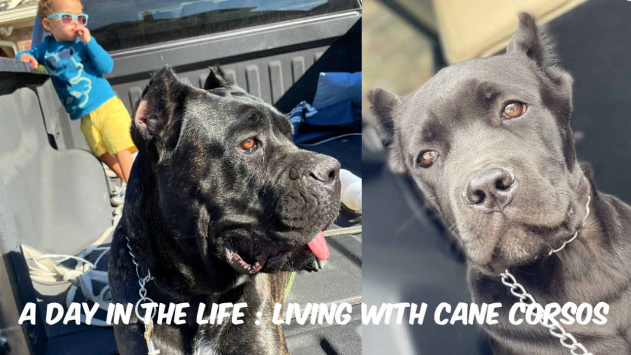 A Day in the Life : Our Daily Routine Living with Cane Corsos