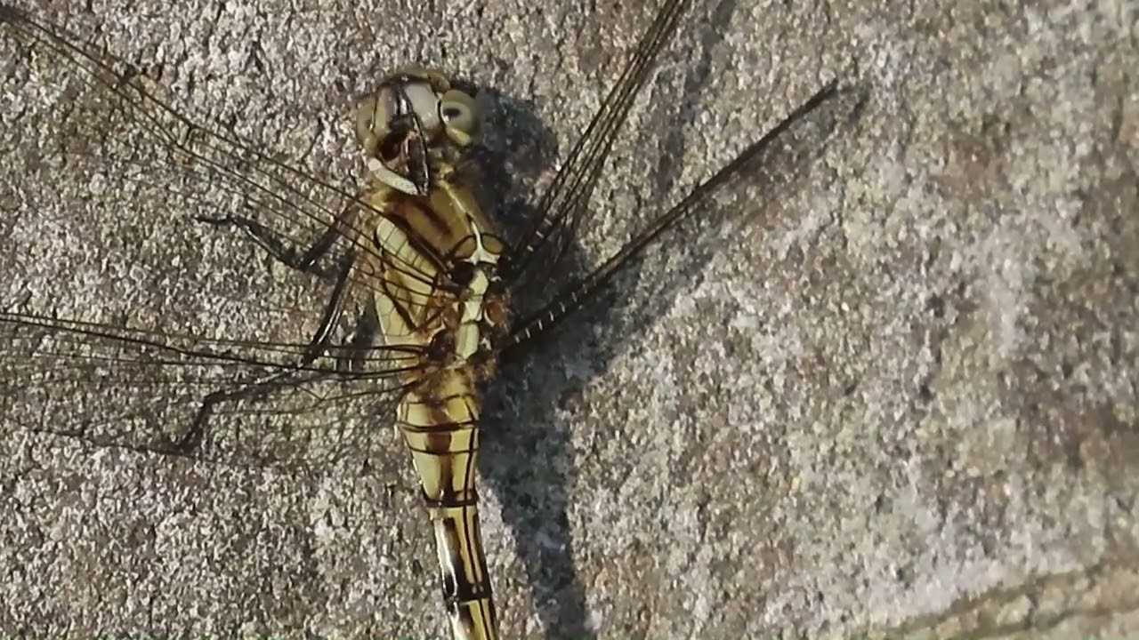 DRAGONFLY2025「ムギワラトンボ・朝陽を浴びて」8月16日 ‐ Clipchampで作成