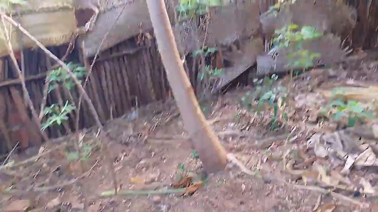 Olhando o feijão que a gente plantou maís o papai 
