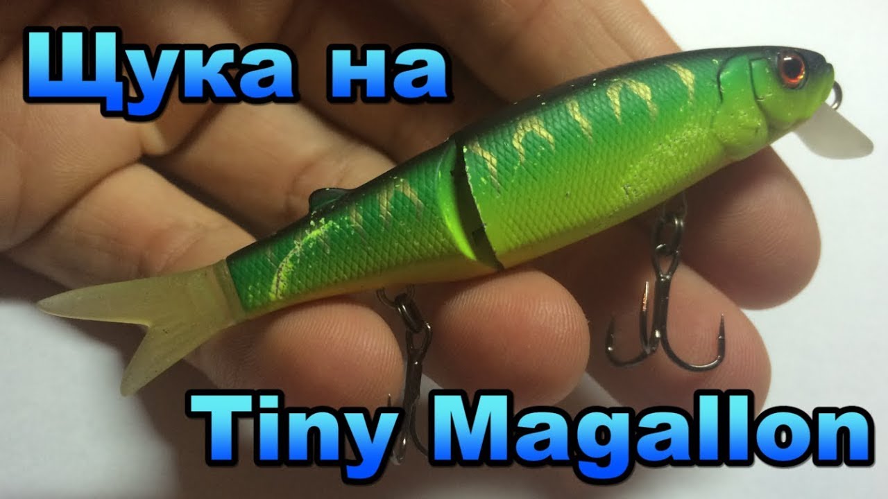 Szczupak na wobler jackall Tiny Magallon i Przędzenia Black Hole Bass Mania / drganie wędkowanie