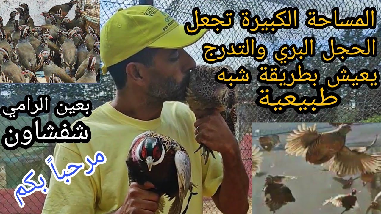 أروع محطة لتربية وبيع الحجل البري والتدرج الذي  يعيش في مساحات شاسعة بطريقة شبه طبيعية 100/100