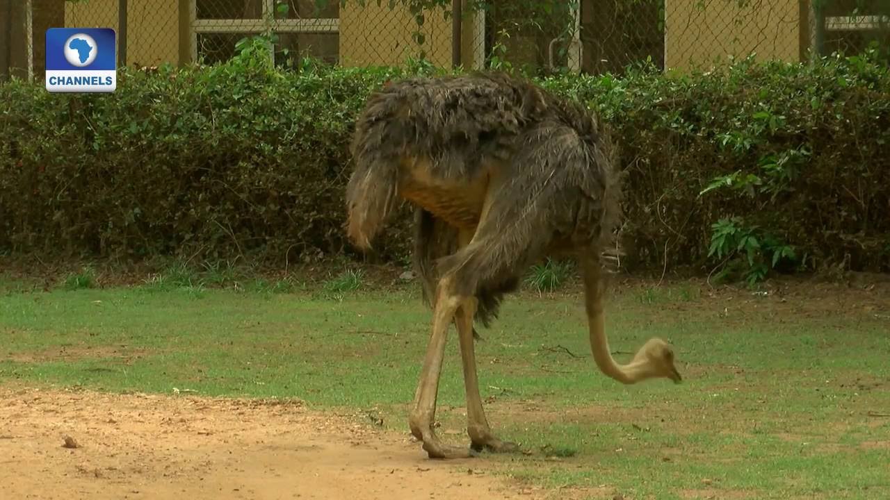 Eyewitness Report: Old Oyo National Park in Focus