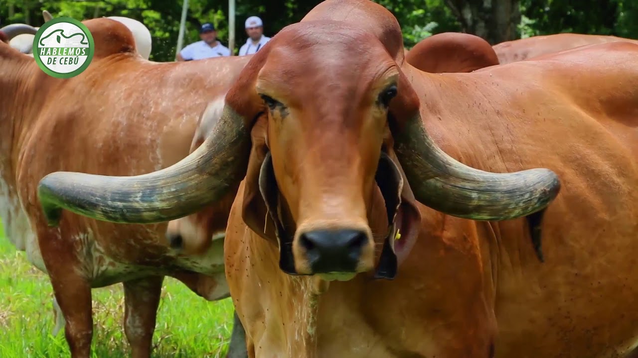Hablemos de Ceb&uacute; - Control lechero