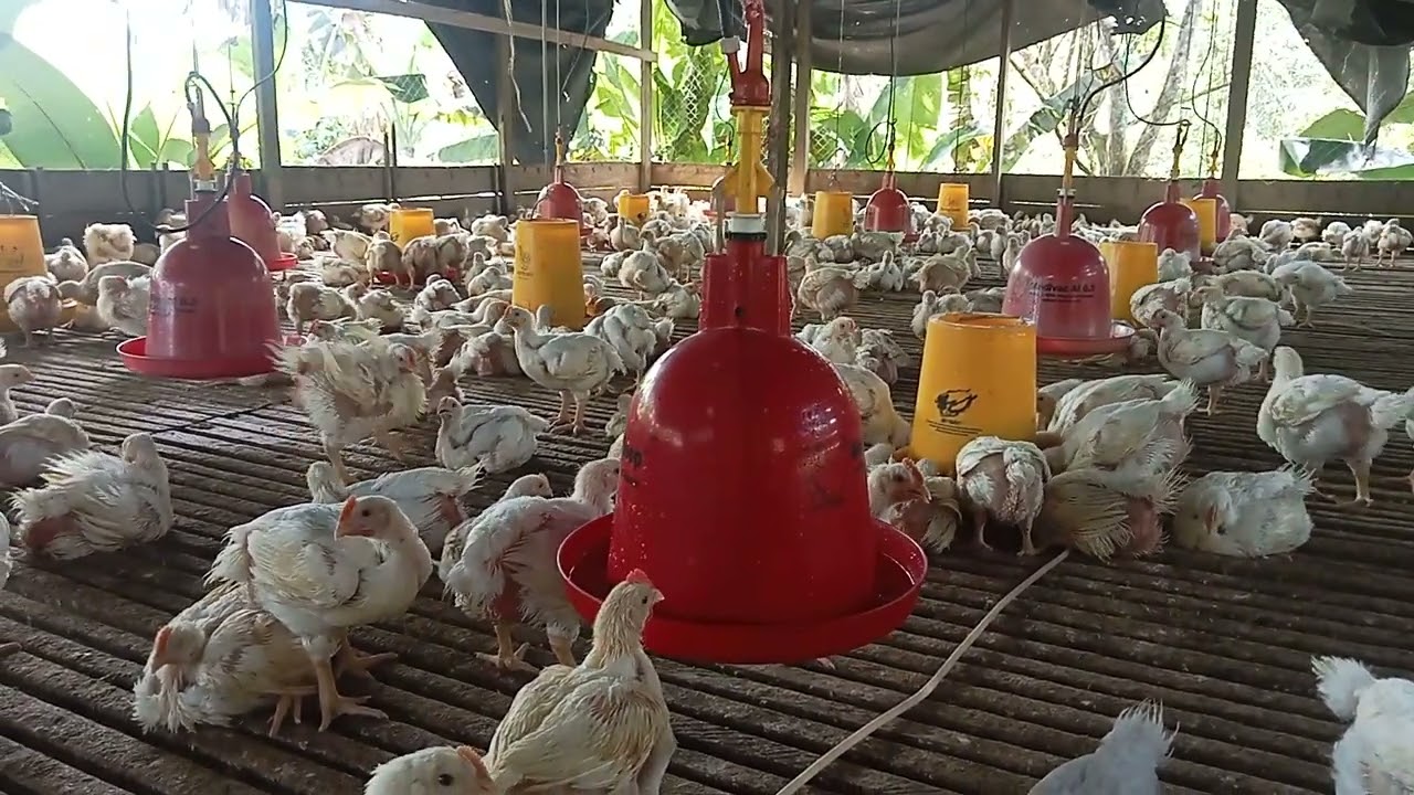 Umur 27 hari sdh belajar kasih mandi bobot baru 1,4