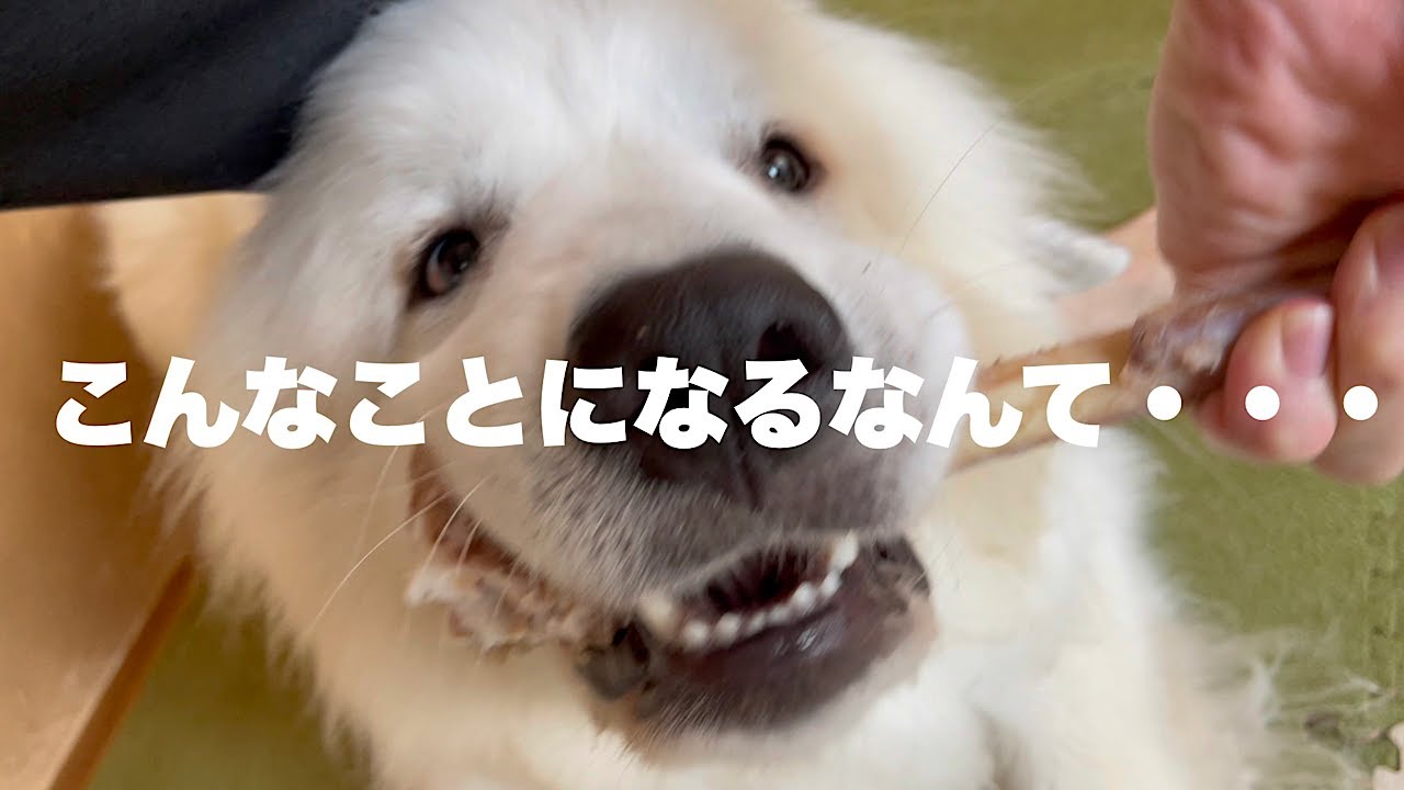 禁断のおやつをあげると、どんな犬でも凶暴化するらしいのであげてみた結果。。グレートピレニーズドレミ