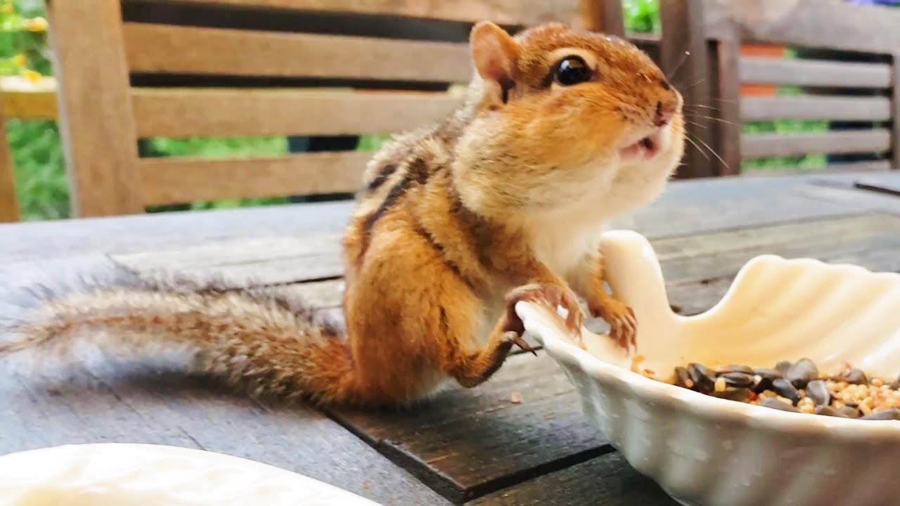 처음 버찌를 봤을땐 많이 마르고 눈치보며 먹던 다람쥐였는데..At First, Chipmunk Bujji Was Skinny And Wary Of Me But..