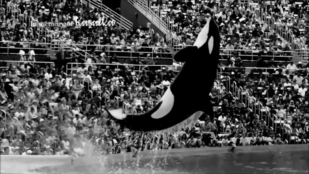 KASATKA THE KILLER WHALE STORY