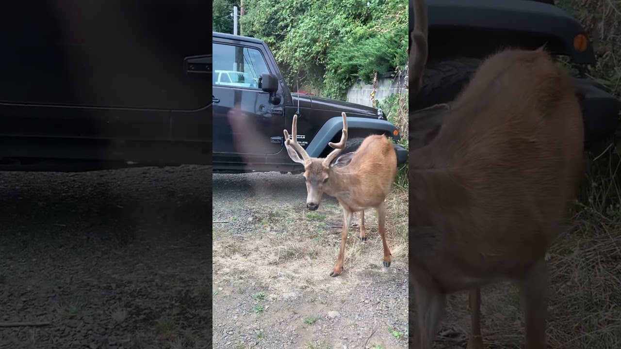 💖🌲Deer Medicine 🌲💖 Nature Is An Oracle 