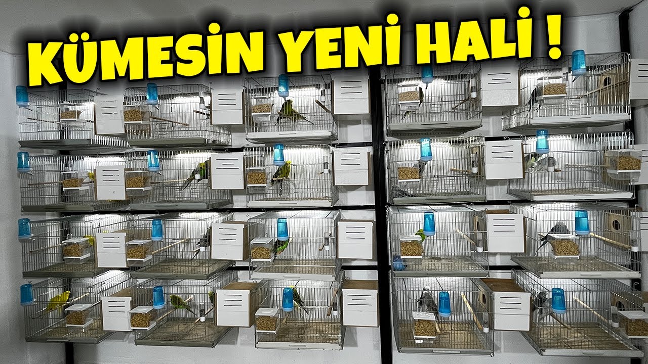 KARADENİZ ÜRETİM SHOW JUMBO ÜRETİMHANESİ KOMPLE YENİLENDİ ! #muhabbetkuşu