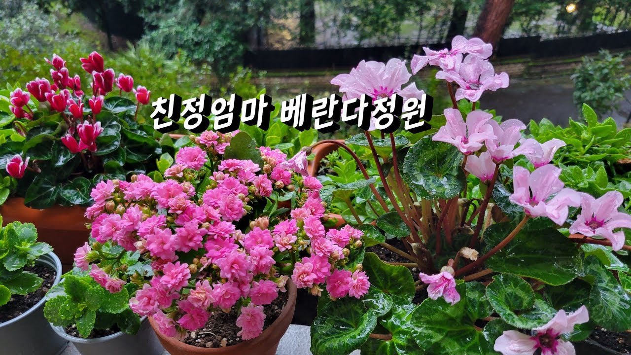 친정엄마 베란다 정원 분갈이하고 정리 했어요