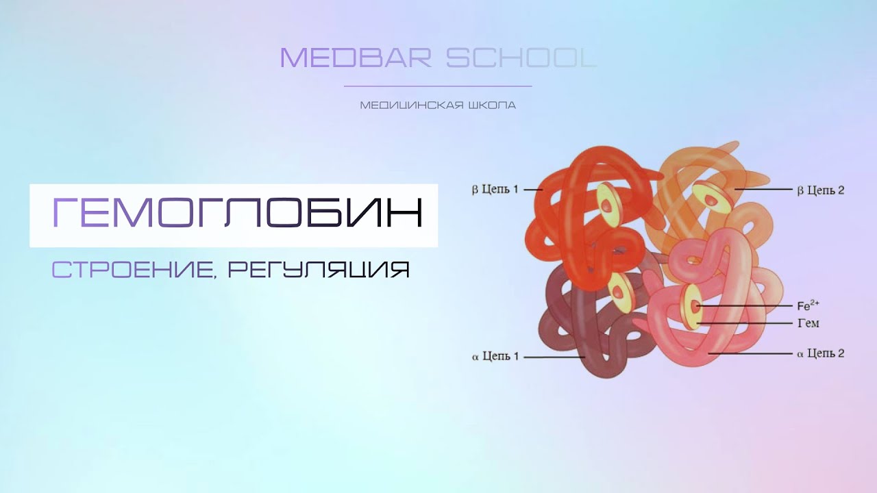 Гемоглобин: строение, регуляция