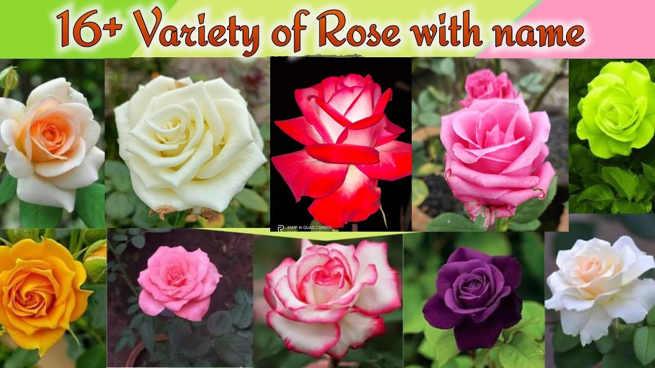 Top 16 Rose variety with name Id
