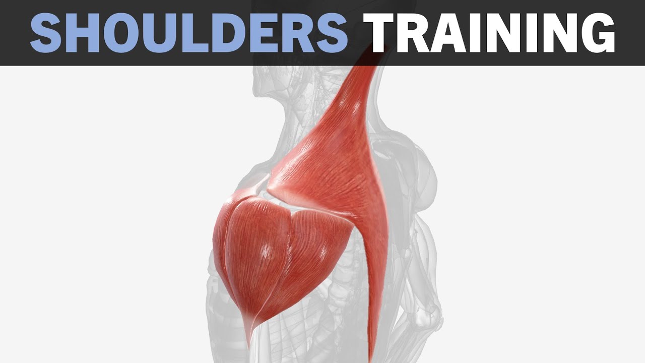 Основы тренировки на гипертрофию плеч