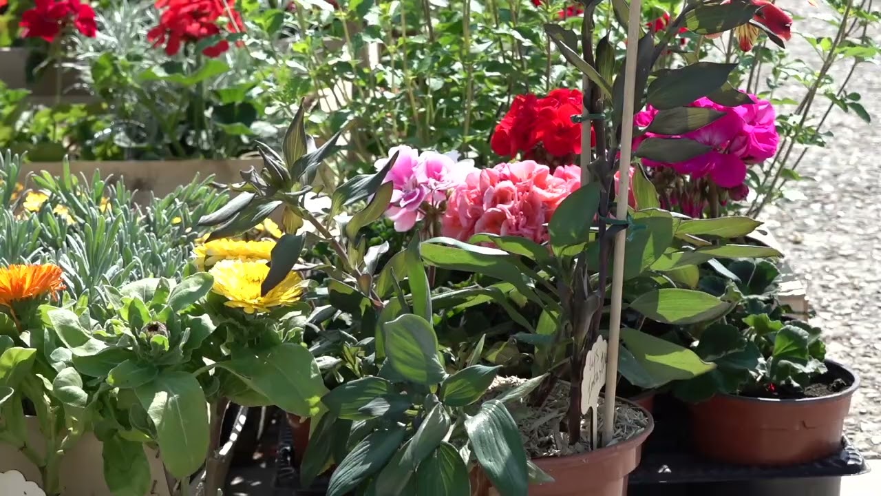 March&eacute; aux fleurs de Rivedoux-Plage 2023