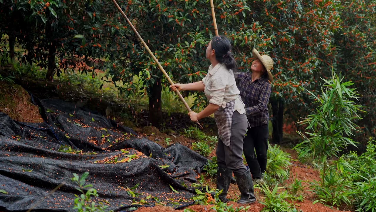 Osmanthus Black Tea 桂花红茶 | 在冬日悄然的邂逅，与茶为伴，愿这杯桂花红茶能温暖你整个冬日。【乡愁沈丹 Shen Dan】