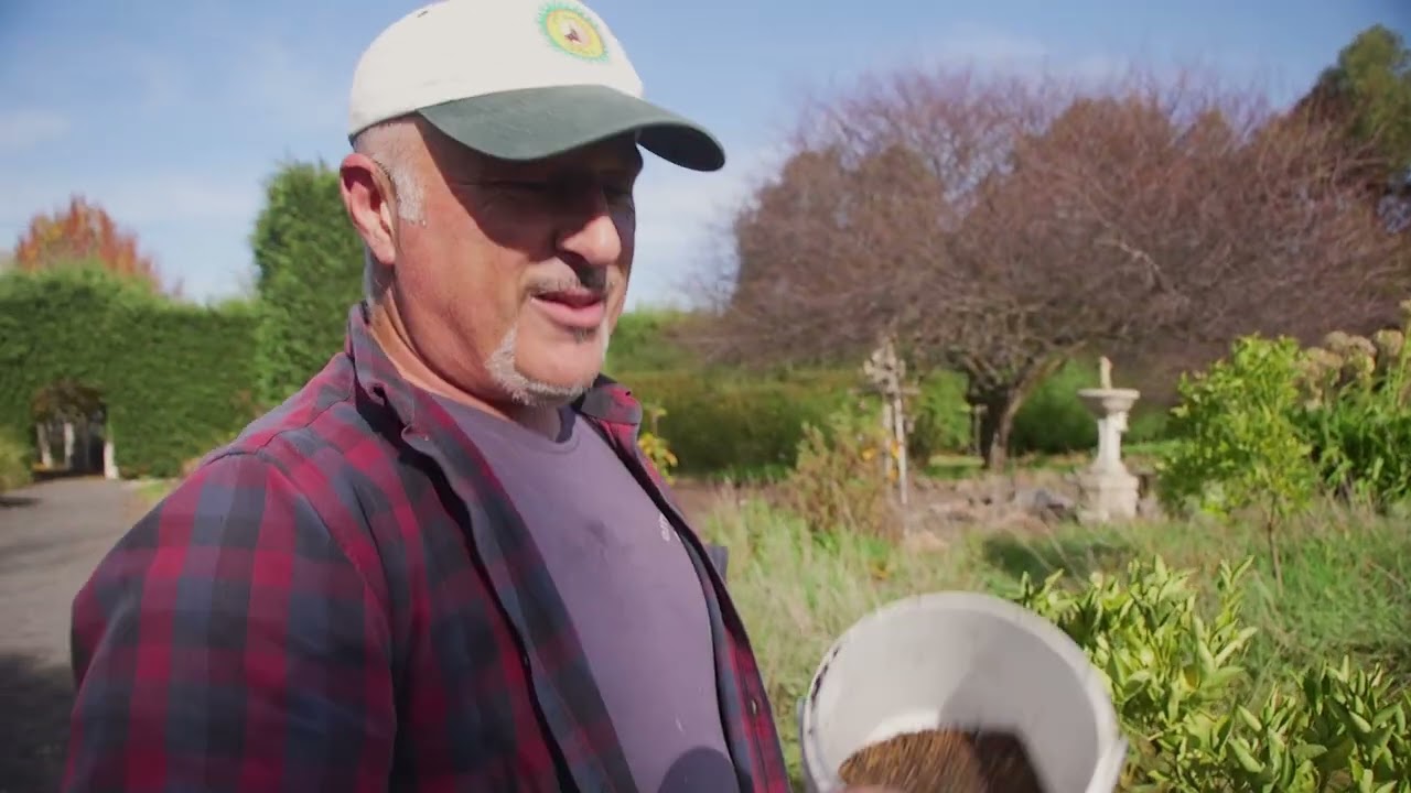 Feeding and Mulching Citrus Trees