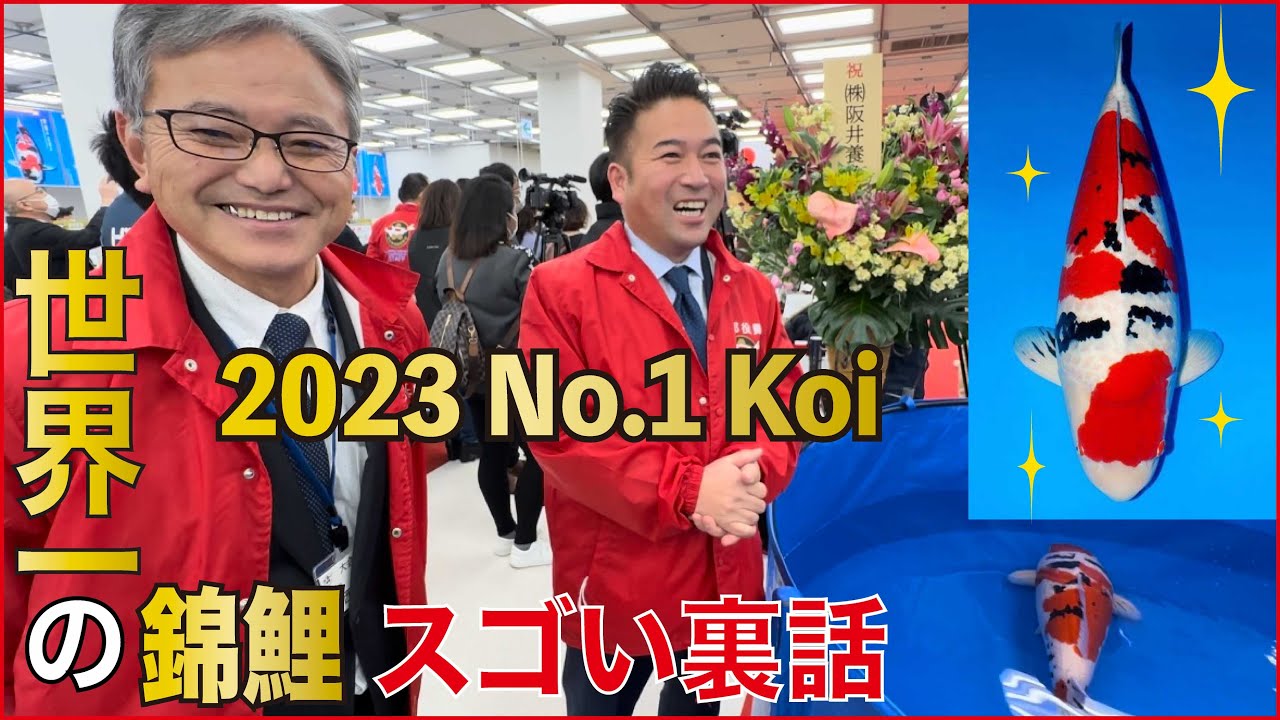 【2023年最新版】錦鯉全国大会！ハイレベルの鯉に驚くばかり #nishikigoi #錦鯉 #koifarm #ニシキゴイ