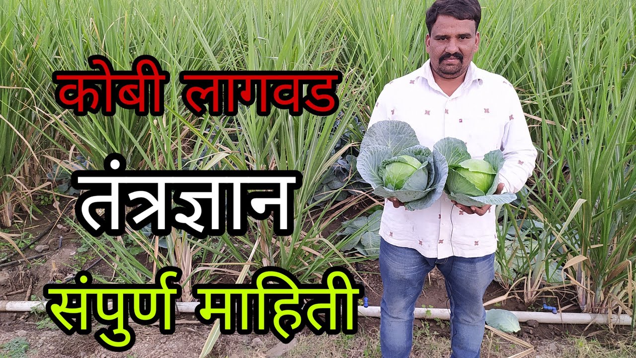 ऊस पिकात कोबी अंतरपिक घेऊन एकरी ३ लाख उतपन्न