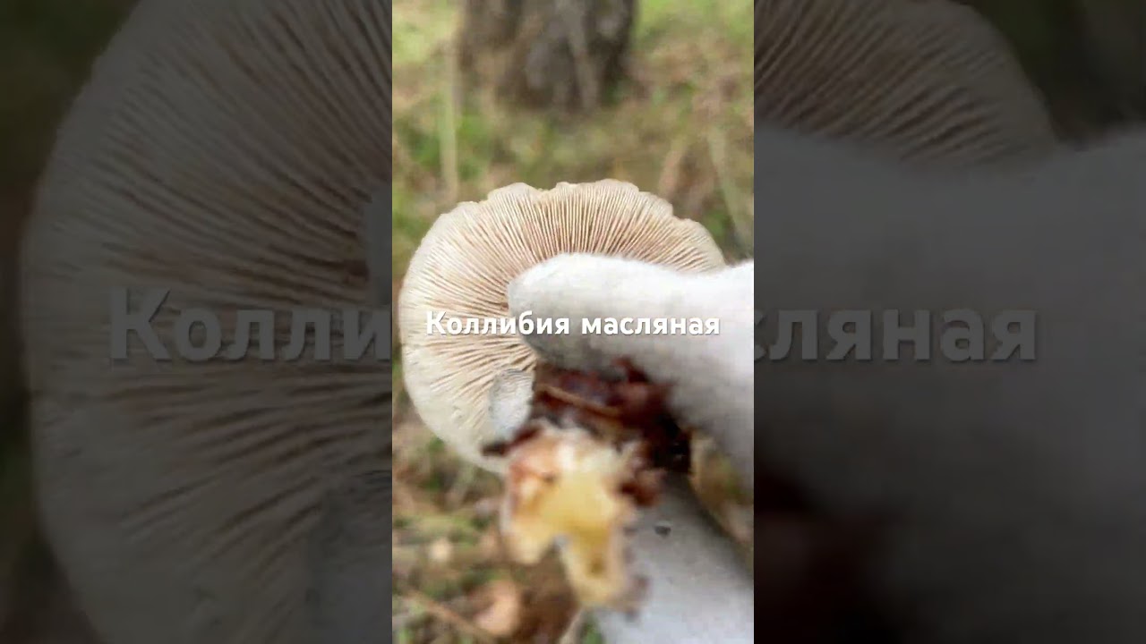 Коллибия масляная. Съедобный, но не самый вкусный гриб)