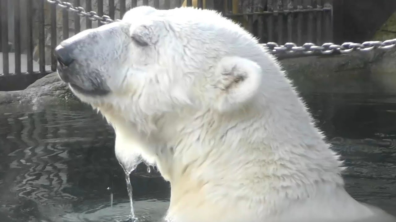 しろくまピース♡プールから出た後に再びプールイン♪とべ動物園にて