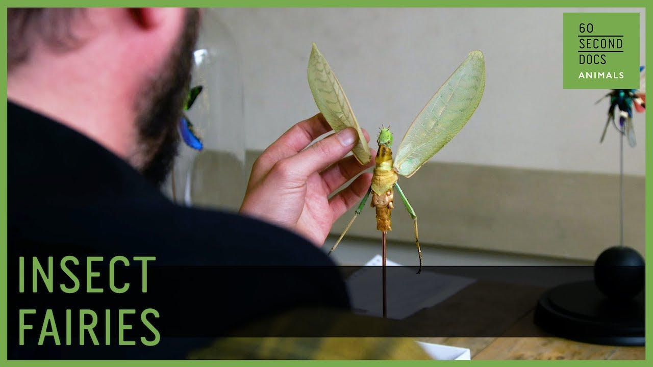 The Artist Crafting Fairies From Dead Insects // 60 Second Docs