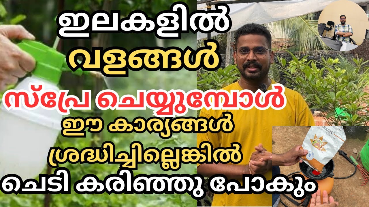 ഇലകളിൽ വളങ്ങൾ സ്പ്രേ ചെയ്ത് കൊടുത്താൽ ഉള്ള ഗുണങ്ങളും,ശ്രദ്ധിക്കേണ്ട കാര്യങ്ങളും| foliar application