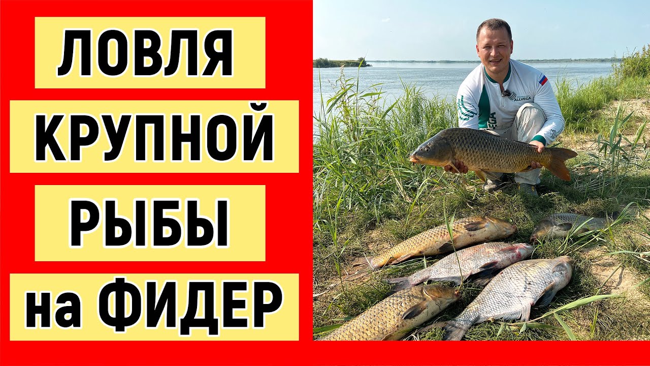 Ловля крупной рыбы на фидер. Рыбалка на Амуре.