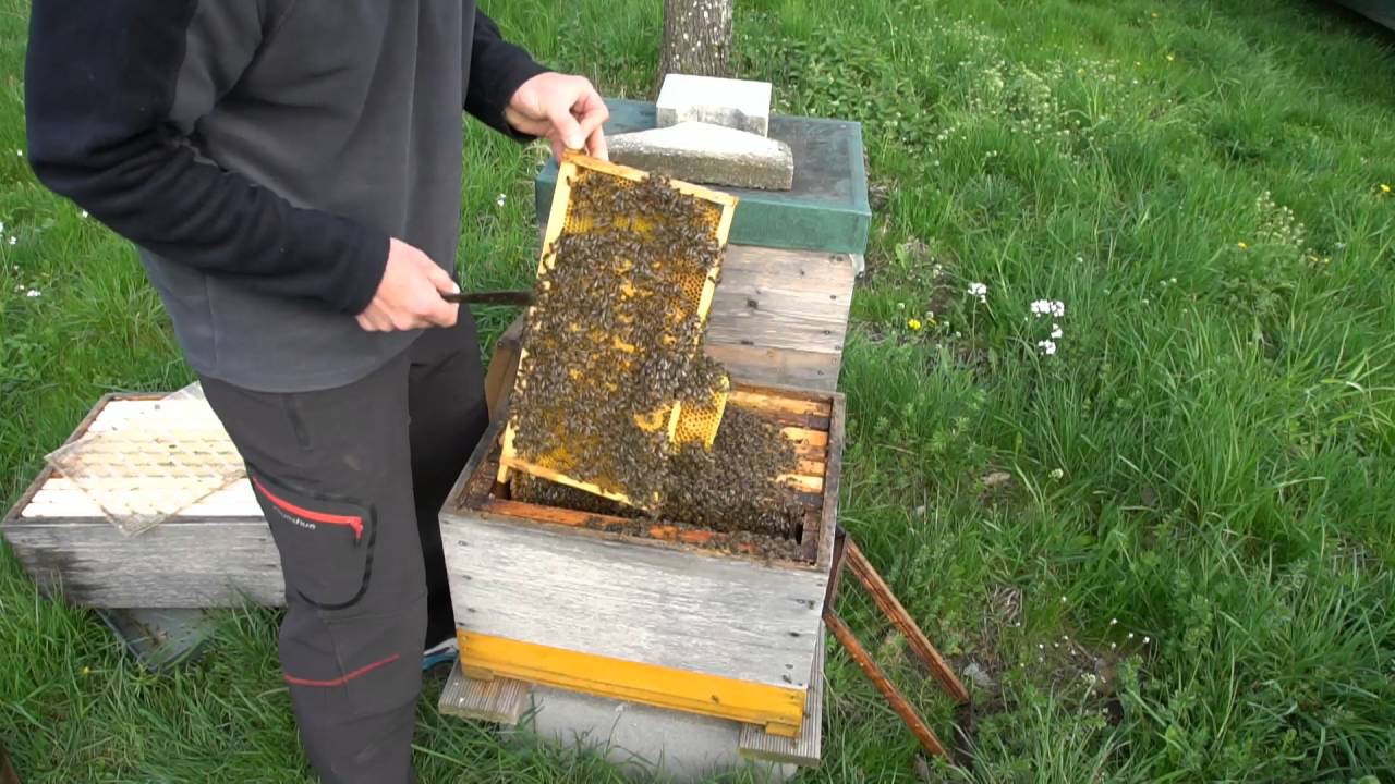 Einzargiger Brutraum im April