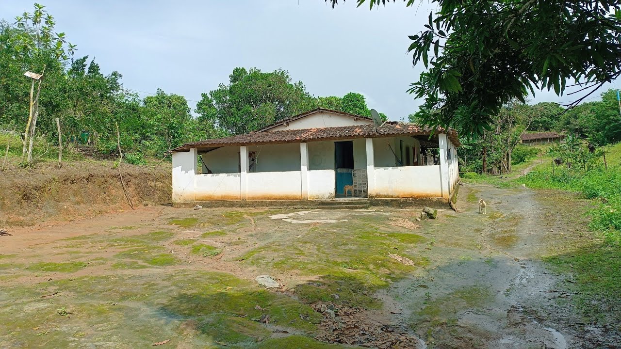 Vende um sítio flor do mandaú zona rural de branquinha Alagoas 5 hectares $250.000