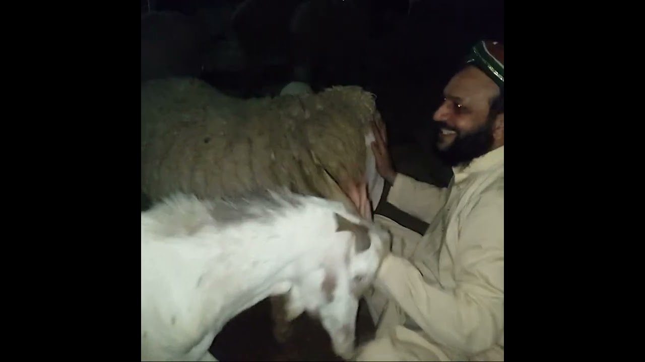 Sufi Masood Ahmad Siddiqui Lasani Sarkar💝| Kindness towards Animals | @lasanisarkar