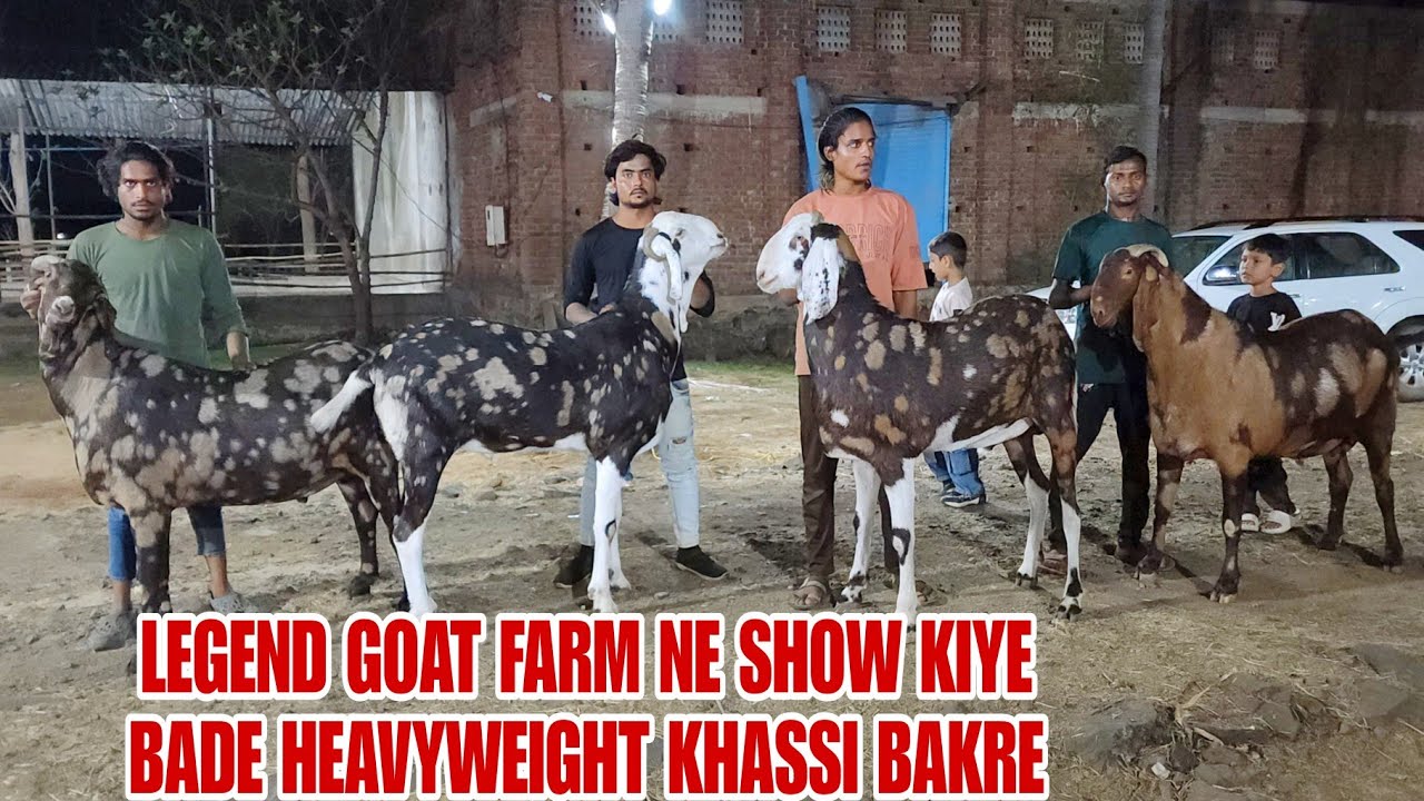 Aagye Wo Bakre Jis Ki Wajha Se Legend Goat Farm Jana Jate Hai Bhiwandi Padgha
