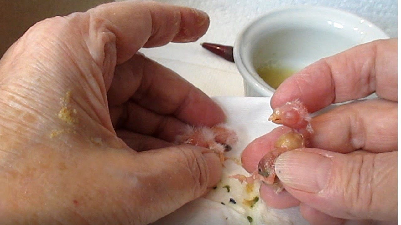 Handfeeding & Incubation of Day-Old Bourke's Parakeet Babies