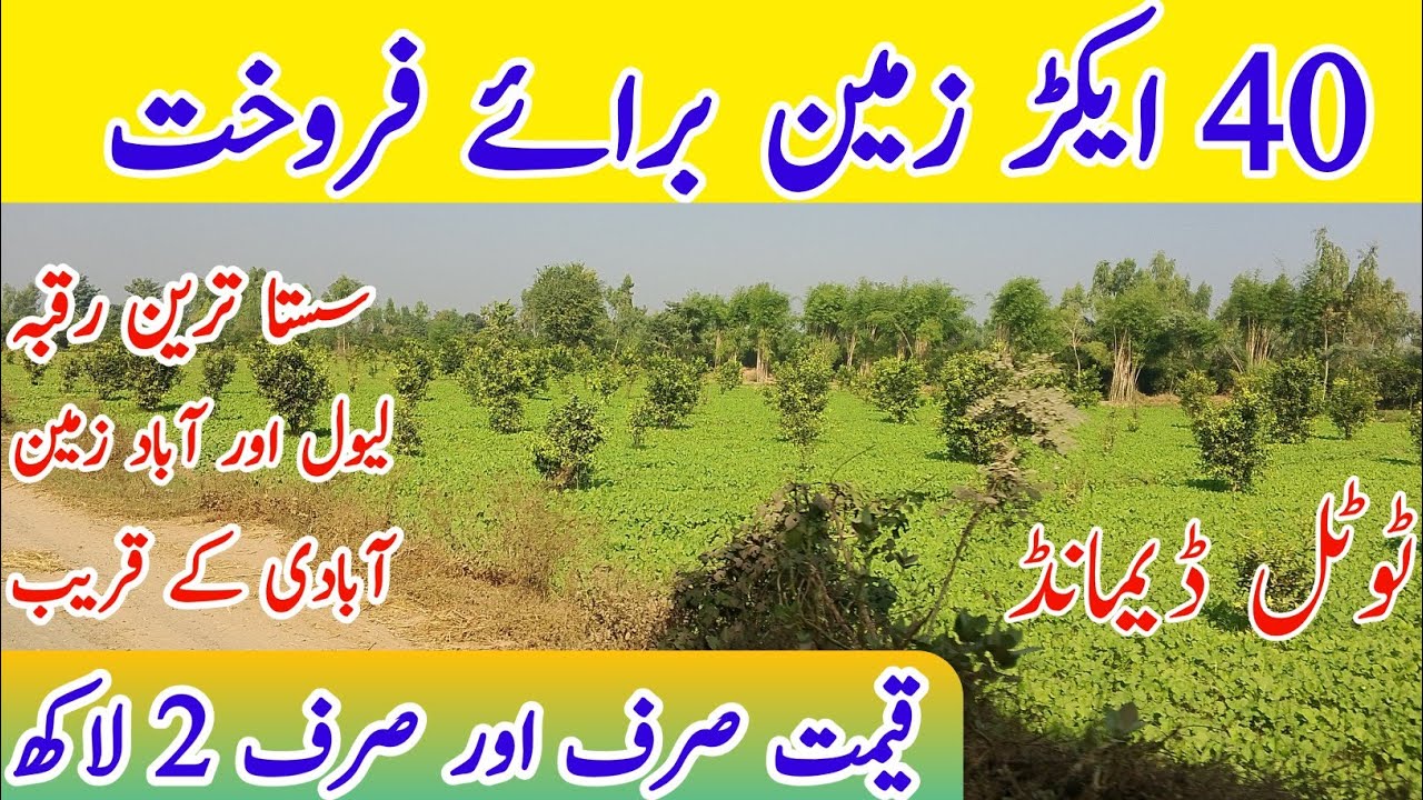 Agriculture land for sale in Punjab Pakistan | land for sale | zari zameen512 #landforsale 