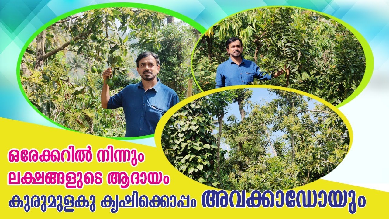 കുരുമുളകു കൃഷിക്കൊപ്പം അവക്കാഡോയും ലക്ഷങ്ങളുടെ ആദായം|avocado farming in pepper farm.