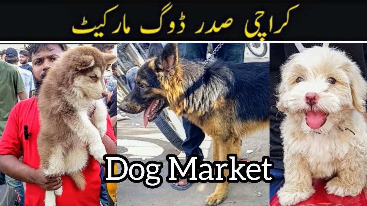 Sunday Dog Market Karachi Pakistan | Saddar Dogs Market | Dog Market Karachi | Dog Market | 20-10-24