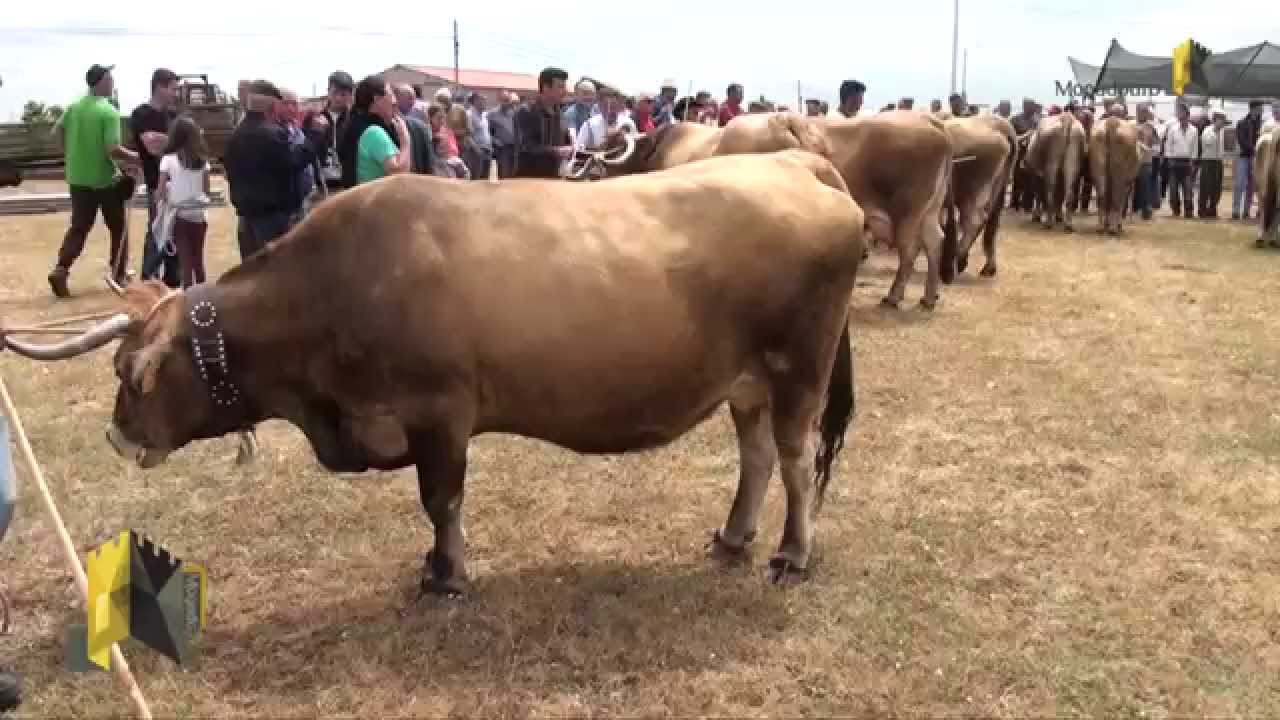 Raça Mirandesa em Mogadouro