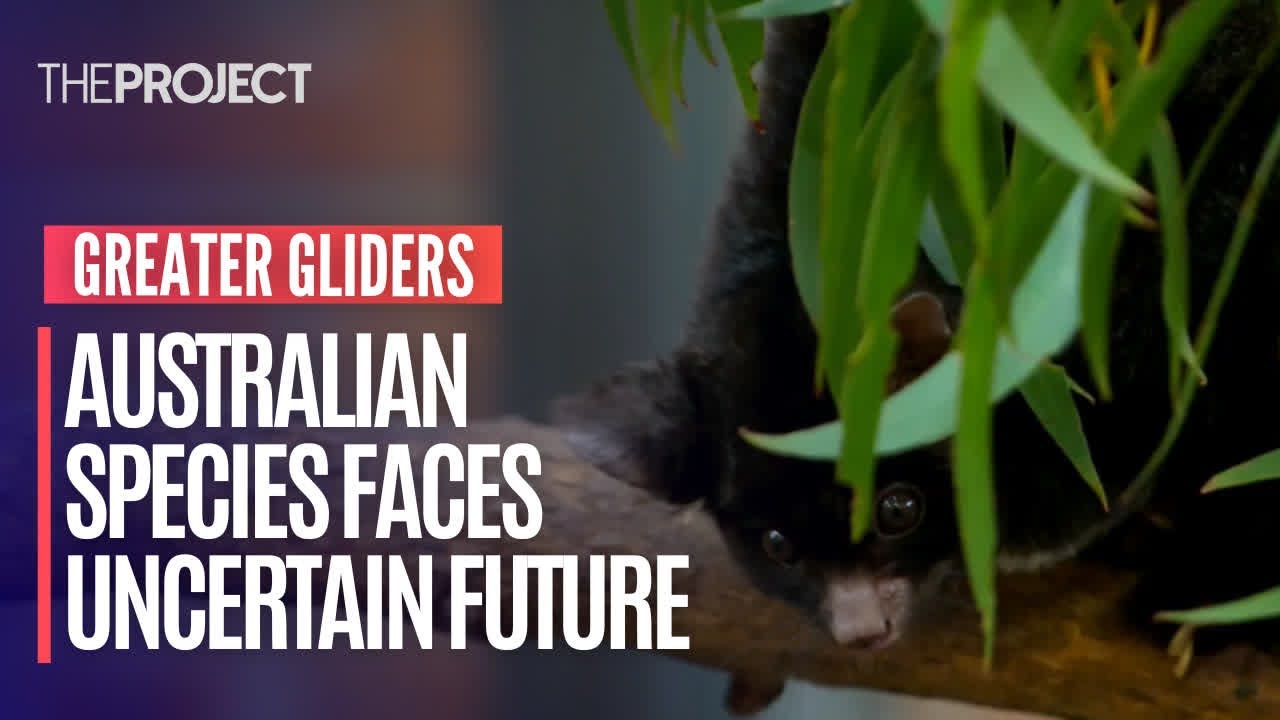 Greater Gliders - Australian Animal Species Faces Uncertain Future