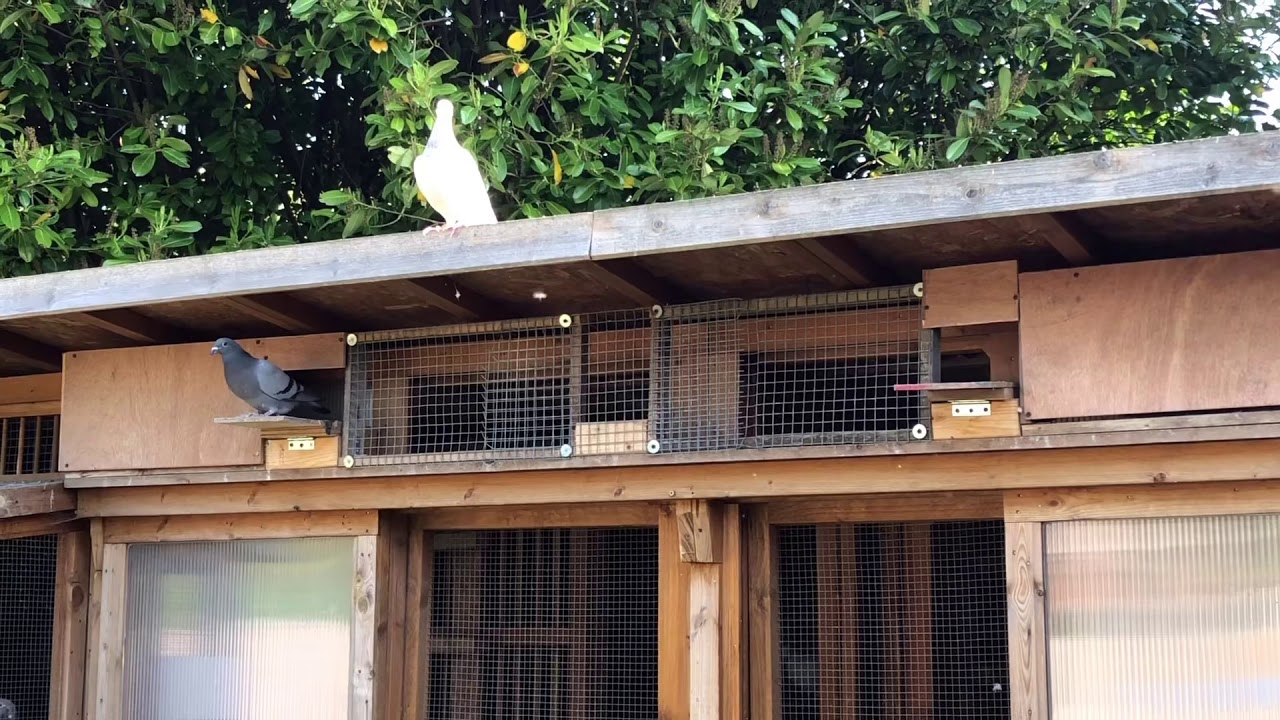 Cat proof pigeon loft. Stop cats and other predators getting in to your birds. Anti-cat trap.