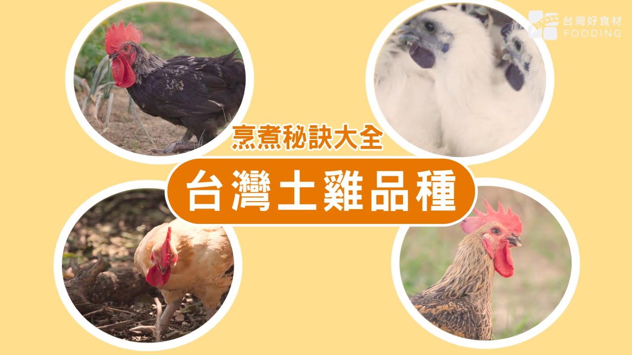 【餐桌上的肉蛋魚】常見的台灣土雞品種有哪些？土雞肉怎麼煮才好吃？| 台灣好食材 Fooding