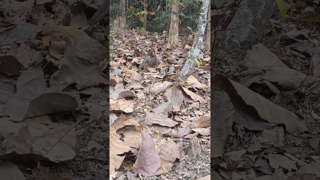 #Monkey# 🐒 animals# lovers# new #original# video# SAT 100M